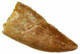 Serrated, Raptor Tooth - Real Dinosaur Tooth #243716-1